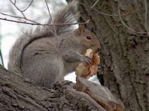 Squirrel.jpg
