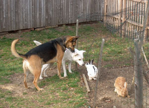 animalfamily.jpg