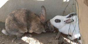 bunnies.jpg